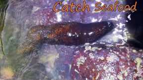 Fisherman catches sea cucumber, crab and shellfish on the beach. Coastal foraging. Catching seafood.