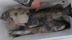 Catch and Cook - Easy Healthy Recipe for Any Fish!