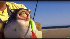 EPIC Inshore Fishing Adventure *Rooster Fish* {Catch Clean Cook} Catching fish 1 after the other!!!