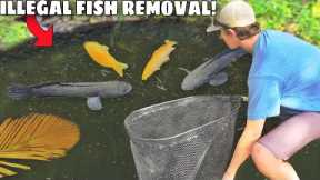 Hurricane Flooded ILLEGAL FISH into My POND!