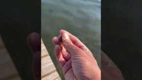 FISH LOVE THIS SECRET BAIT!!! #shorts
