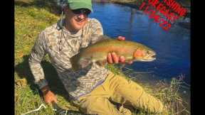 Mossy Creek Fly Fishing Forecast 11/14/2022
