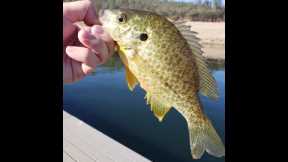 Collins Lake Fishing for Bass, Bluegills and Crappie