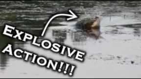 Will They Bite The Frog? Lake Fairfield Spring Bass Fishing: Explosive Topwater Action!!!