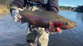 Fly Fishing Taupo's Finest Rivers // June 2022