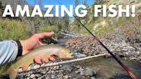 Persistence Paid Off on This Gorgeous Mountain Creek! (Tenkara Fly Fishing)