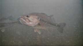 INSANE First Underwater Camera Ice Fishing 2022!
