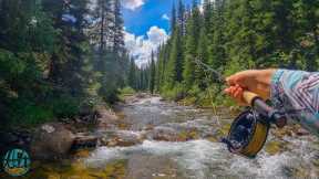 5 Species in 1 Creek?? TROUT SLAM!! (Fly Fishing)