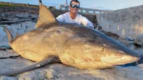 REVENGE on MASSIVE Bull Shark! Catch Clean Cook!