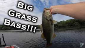 Summer Bass Fishing At Lake Welsh! Swimbait VS Punching Challenge!!!