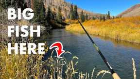 Fishing a Small Stream With BIG Trout In It—New PB! (Tenkara Fly Fishing)