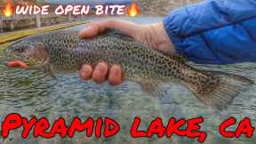 1HR FISHING IN THE RAIN = WIDE OPEN TROUT BITE@PYRAMID LAKE CA | FALL 2022/23 SEASON | #socalfishing