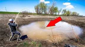 Catching GIANT Fish in TINY PUDDLE!!! (CATCH CLEAN COOK)