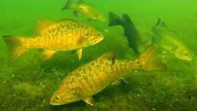 Catch A LIMIT Every Time With These 2 TIPS