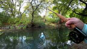 Fishing in the City - 3wt Fly Rod and fun Fish! - McFly Angler Fly Fishing Episode 88