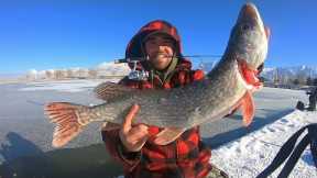 ONE In a MILLION Catch from this Marina!! (Ice Fishing Catch & Cook)