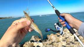 Eating Whatever I Catch.. LIVE SHRIMP Fishing (Catch and Cook)