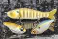Winter Bass Fishing Is Fun! Here's