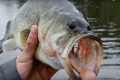Bass Fishing & We Lost A GIANT! | 
