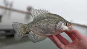 Utah Lake MULTI SPECIES Fishing in a RAINSTORM!