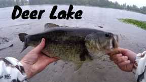 EAGLE TOOK MY FROG LURE... TWICE!! Talking About Deer Lake