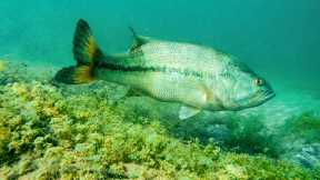 How To Catch Bass With Plastic Worms! **AMAZING UNDERWATER FOOTAGE**