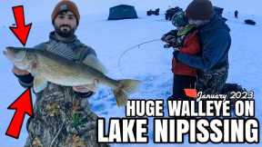 MASSIVE LAKE NIPISSING WALLEYE!! January 2023