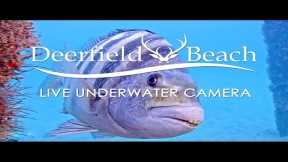 LIVE Deerfield Beach, FL USA - Underwater Camera