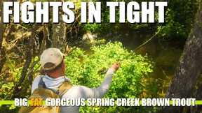 FIGHTS IN TIGHT! Spring Creek Fly Fishing for Big, Fat, Gorgeous Brown Trout in HEAVY Cover