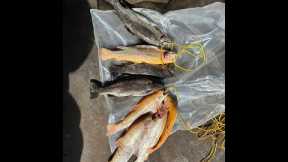 Crazy Lake Pardee opener 2023 FISH ON!!!!!