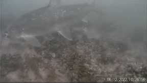 Greenbay Whitefish Fishing Underwater  Camera Action