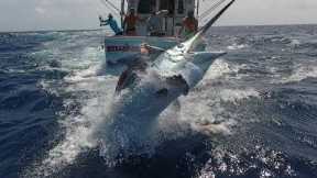 Cairns Black Marlin Fishing