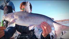 Giant Fish Swim In This Lake!