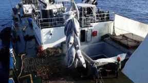 Tuna Fishing Vessel Transfer to Fish  Mother Ship (Indian Ocean)...