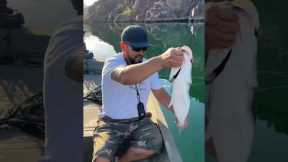 How to Catch a Fish