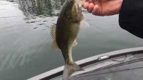 Epic day on Lake James, First Place and big fish in tournament!!