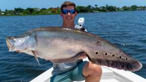 GIANT Invasive Clown Knife Fish! Catch Clean Cook! (Lake Ida Live Bait Fishing)