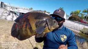 CATCH and COOK Tiger Oscar Pet Fish | Monster Mike Fishing