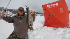 Chasing BIG Trout Through the Ice!! (Ice Fishing Catch & Cook)