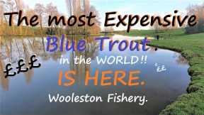 Still Water Fly Fishing A Dream Fish Worth a pot of Money.
