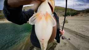Shore Fishing for Fat Winter Bass at Pyramid Lake