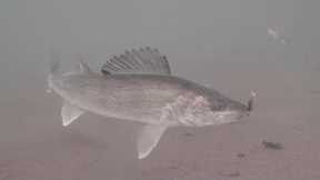 Mud Flat WALLEYES! Ice Fishing with UNDERWATER Camera (Mille Lacs Lake)