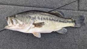 Table Rock Lake Video Fishing Report Mar 28, 2023 short