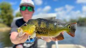 Our First Ever Peacock Bass Catch And Cook!