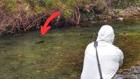 FLY FISHING For SUPER Spooky TROUT in CLEAR Water! 4K [New Zealand]