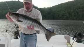 Warm Weather Freshwater Striper Action - Beltzville Lake Fishing