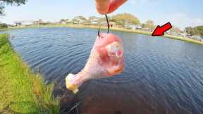 Tossed out THIS Crazy Bait and It Worked! *Catch, Clean, Cook*