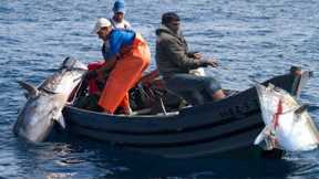 Amazing Strongest Giant Bluefin Tuna Fishing Skill - Amazing big catch fishing in the sea