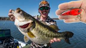 Fishing for Shallow Water GIANTS!