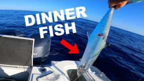Wild Caught Fish Steaks: Catch and Cook